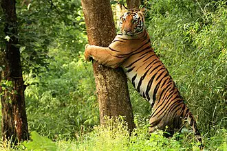 AC Sleeper Full Package ΓÇö Jabalpur to Kanha National Park