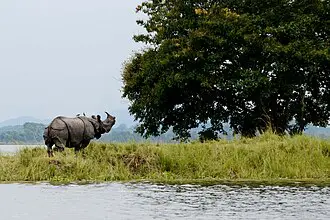 AC Sleeper Full Package ΓÇö Guwahati to Kaziranga National Park